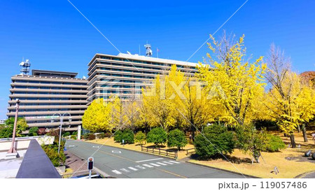 秋晴れに映えるイチョウ観光スポット「熊本県庁プロムナード(イチョウ並木)」熊本市 秋晴れに映えるイチョウ観光スポット「熊本県庁プロムナード(イチョウ並木)」熊本市 119057486