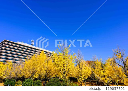 秋晴れに映えるイチョウ観光スポット「熊本県庁プロムナード(イチョウ並木)」熊本市 秋晴れに映えるイチョウ観光スポット「熊本県庁プロムナード(イチョウ並木)」熊本市 119057701