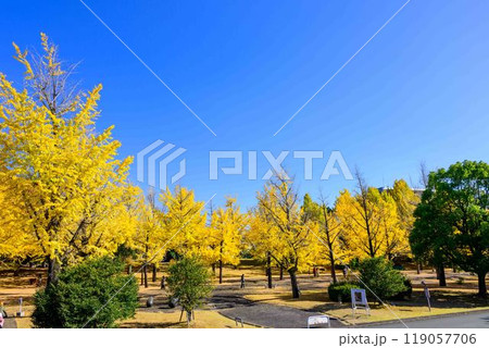 秋晴れに映えるイチョウ観光スポット「熊本県庁プロムナード(イチョウ並木)」熊本市 秋晴れに映えるイチョウ観光スポット「熊本県庁プロムナード(イチョウ並木)」熊本市 119057706