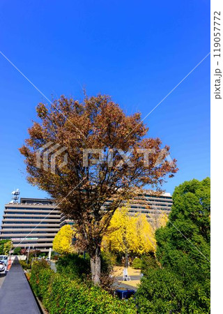 秋晴れに映えるイチョウ観光スポット「熊本県庁プロムナード(イチョウ並木)」熊本市 秋晴れに映えるイチョウ観光スポット「熊本県庁プロムナード(イチョウ並木)」熊本市 119057772