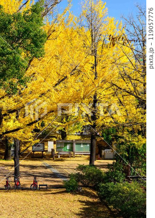 秋晴れに映えるイチョウ観光スポット「熊本県庁プロムナード（イチョウ並木）」熊本市 119057776