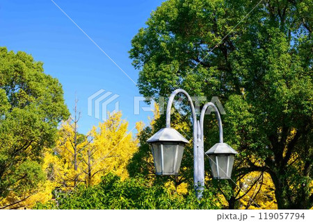 秋晴れに映えるイチョウ観光スポット「熊本県庁プロムナード（イチョウ並木）」熊本市 119057794