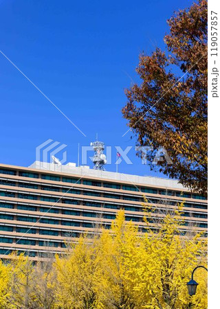 秋晴れに映えるイチョウ観光スポット「熊本県庁プロムナード(イチョウ並木)」熊本市 秋晴れに映えるイチョウ観光スポット「熊本県庁プロムナード(イチョウ並木)」熊本市 119057857