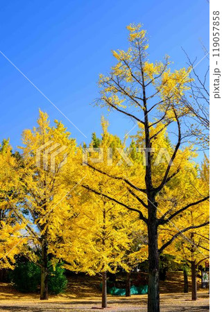 秋晴れに映えるイチョウ観光スポット「熊本県庁プロムナード(イチョウ並木)」熊本市 秋晴れに映えるイチョウ観光スポット「熊本県庁プロムナード(イチョウ並木)」熊本市 119057858