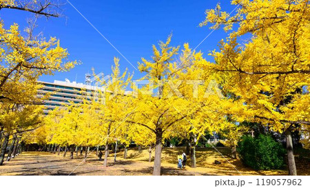 秋晴れに映えるイチョウ観光スポット「熊本県庁プロムナード(イチョウ並木)」熊本市 秋晴れに映えるイチョウ観光スポット「熊本県庁プロムナード(イチョウ並木)」熊本市 119057962