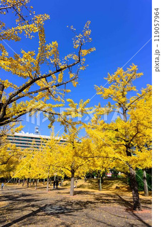 秋晴れに映えるイチョウ観光スポット「熊本県庁プロムナード（イチョウ並木）」熊本市 119057964