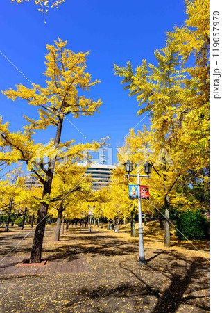 秋晴れに映えるイチョウ観光スポット「熊本県庁プロムナード(イチョウ並木)」熊本市 秋晴れに映えるイチョウ観光スポット「熊本県庁プロムナード(イチョウ並木)」熊本市 119057970