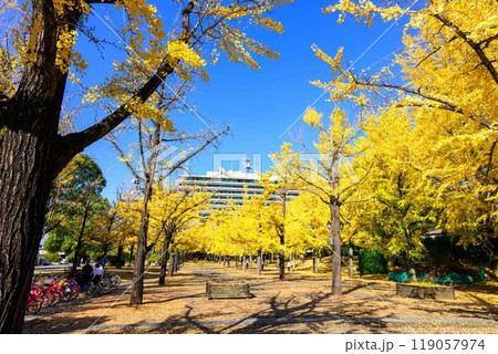 秋晴れに映えるイチョウ観光スポット「熊本県庁プロムナード(イチョウ並木)」熊本市 秋晴れに映えるイチョウ観光スポット「熊本県庁プロムナード(イチョウ並木)」熊本市 119057974
