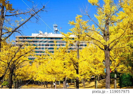 秋晴れに映えるイチョウ観光スポット「熊本県庁プロムナード（イチョウ並木）」熊本市 119057975