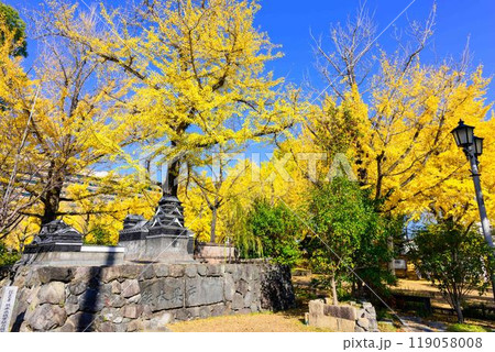 秋晴れに映えるイチョウ観光スポット「熊本県庁プロムナード（イチョウ並木）」熊本市 119058008