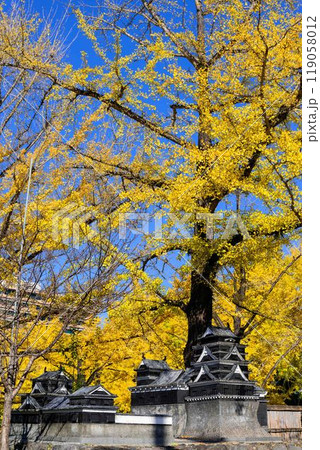 秋晴れに映えるイチョウ観光スポット「熊本県庁プロムナード（イチョウ並木）」熊本市 119058012