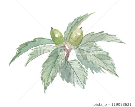 水彩で描いたウラジロガシ　裏白樫 119058621