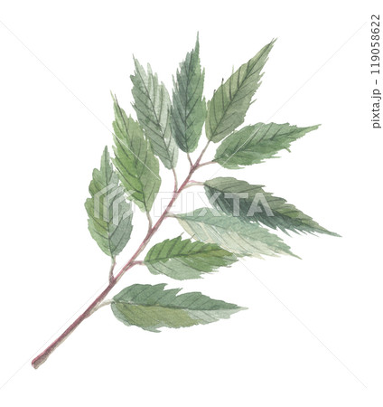 水彩で描いたウラジロガシ 裏白樫 水彩で描いたウラジロガシ 裏白樫 119058622