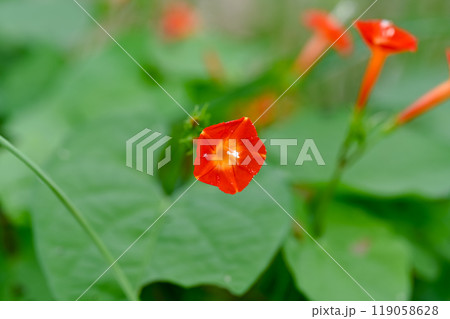 マルバルコウ マルバルコウ 119058628