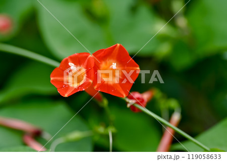 マルバルコウ 119058633