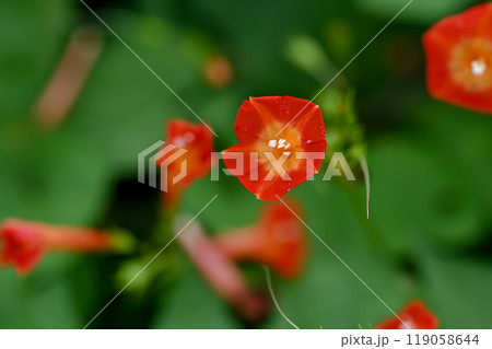 マルバルコウ 119058644