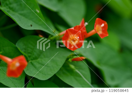 マルバルコウ 119058645