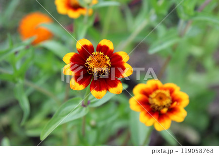 Red-brown zinnia with yellow petal tips with other zinnia flowers 119058768