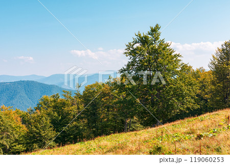 beech forest on the hill in autumn. mountain landscape on a sunny day. primeval woods in carpathian region of ukraine. fall season beech forest on the hill in autumn. mountain landscape on a sunny day. primeval woods in carpathian region of ukraine. fall season 119060253