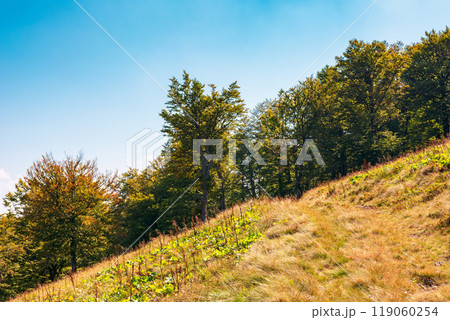 beech forest on the hill in autumn. mountain landscape on a sunny day. primeval woods in carpathian region of ukraine. fall season. tourism countryside beech forest on the hill in autumn. mountain landscape on a sunny day. primeval woods in carpathian region of ukraine. fall season. tourism countryside 119060254