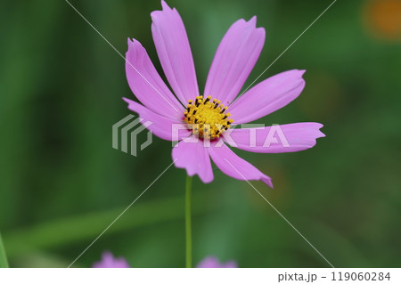 秋の野原に咲くピンク色のコスモスの花 秋の野原に咲くピンク色のコスモスの花 119060284