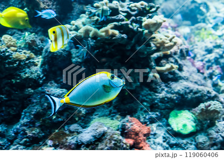 tropical fishes tropical fishes 119060406