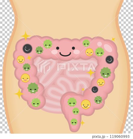 Healthy intestines 119060993