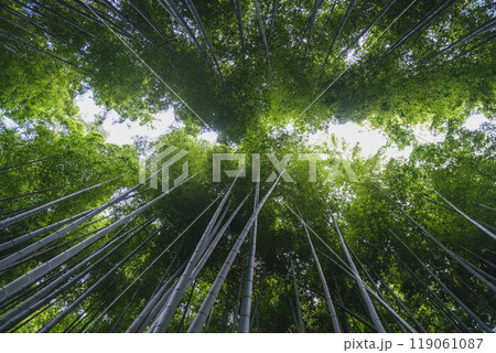 [京都]嵐山の竹林を見上げた景色 119061087