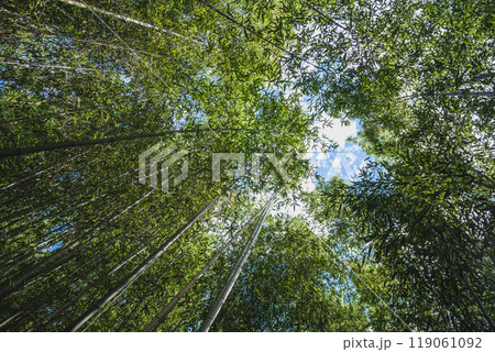 [京都]嵐山の竹林を見上げた景色 119061092