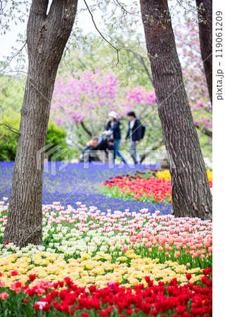【ひたち海浜公園】見頃のたまごの森フラワーガーデン 【ひたち海浜公園】見頃のたまごの森フラワーガーデン 119061209