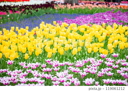 【ひたち海浜公園】見頃のたまごの森フラワーガーデン 119061212