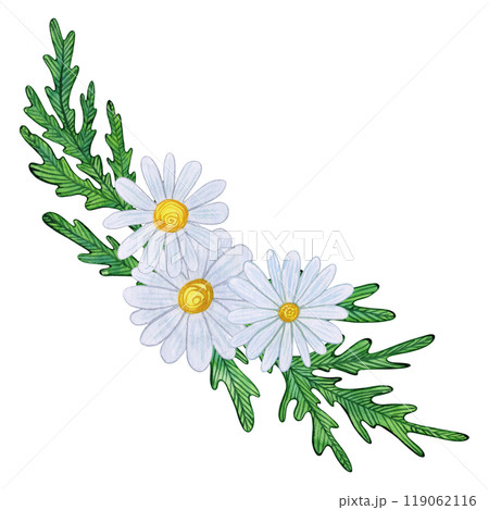 Chamomile flowers with white blooms, yellow centers, and detailed green leaves. Watercolor composition of daisy buds, foliage, and greenery. Ideal for spring, summer prints, and botanical designs 119062116