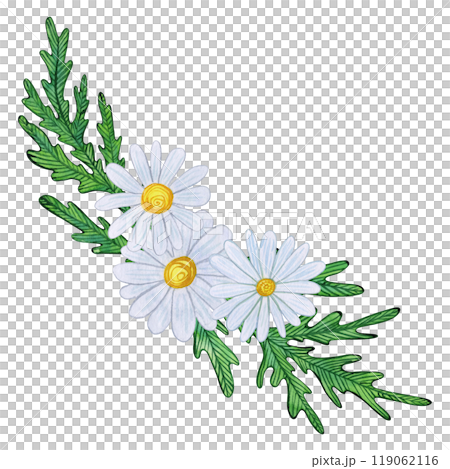 Chamomile flowers with white blooms, yellow centers, and detailed green leaves. Watercolor composition of daisy buds, foliage, and greenery. Ideal for spring, summer prints, and botanical designs 119062116