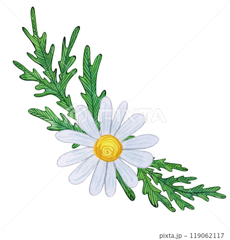 Chamomile flowers with white blooms, yellow centers, and detailed green leaves. Watercolor composition of daisy buds, foliage, and greenery. Ideal for spring, summer prints, and botanical designs 119062117