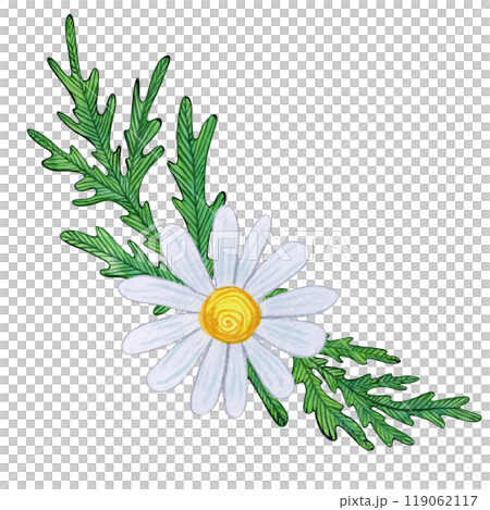 Chamomile flowers with white blooms, yellow centers, and detailed green leaves. Watercolor composition of daisy buds, foliage, and greenery. Ideal for spring, summer prints, and botanical designs 119062117