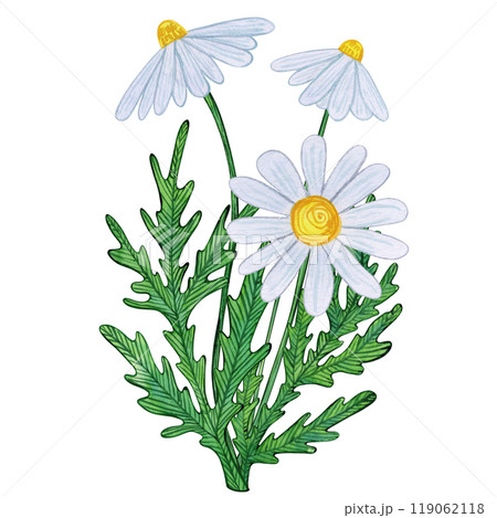 White chamomile blooms with yellow centers and detailed green leaves. Watercolor illustration of daisy flowers on white background. Naive, nature-inspired art, for prints, and botanical projects White chamomile blooms with yellow centers and detailed green leaves. Watercolor illustration of daisy flowers on white background. Naive, nature-inspired art, for prints, and botanical projects 119062118
