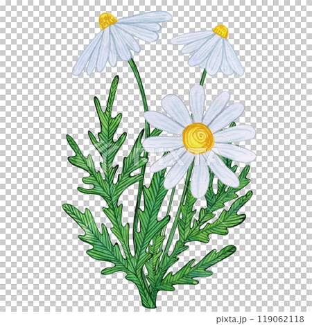 White chamomile blooms with yellow centers and detailed green leaves. Watercolor illustration of daisy flowers on white background. Naive, nature-inspired art, for prints, and botanical projects White chamomile blooms with yellow centers and detailed green leaves. Watercolor illustration of daisy flowers on white background. Naive, nature-inspired art, for prints, and botanical projects 119062118