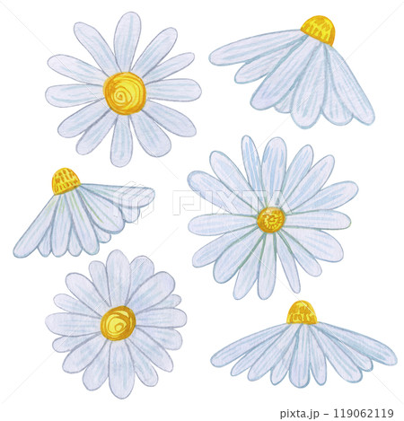Chamomile flowers with white petals and yellow centers. Watercolor set daisy blooms arranged on a white background. For nature designs, spring and summer themes, and botanical prints. Chamomile flowers with white petals and yellow centers. Watercolor set daisy blooms arranged on a white background. For nature designs, spring and summer themes, and botanical prints. 119062119