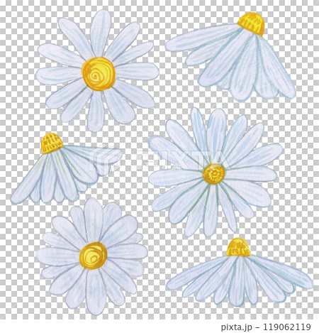 Chamomile flowers with white petals and yellow centers. Watercolor set daisy blooms arranged on a white background. For nature designs, spring and summer themes, and botanical prints. 119062119