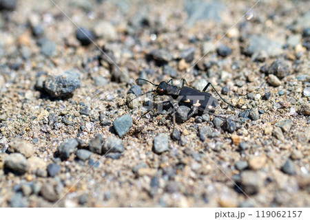 ニワハンミョウ 119062157