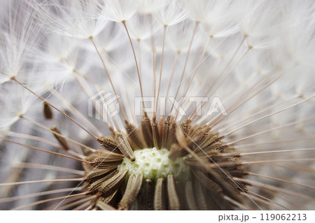 dandelion seeds texture dandelion seeds texture 119062213