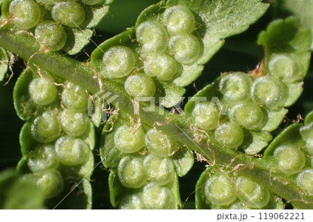green natural fern texture green natural fern texture 119062221