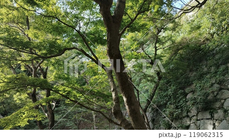 「青もみじに包まれた石垣の道」 119062315