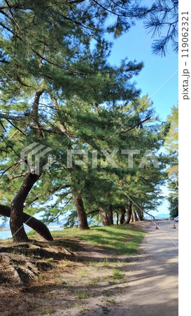 「松並木が続く海辺の小道（佐賀県呼子）」 119062321