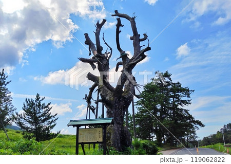 【島根県】定めの松 三瓶山  119062822