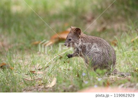 葉っぱを握る笑顔のクオッカ 葉っぱを握る笑顔のクオッカ 119062929