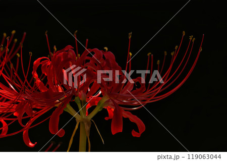 赤と黒(彼岸花)曼殊沙華 赤と黒(彼岸花)曼殊沙華 119063044