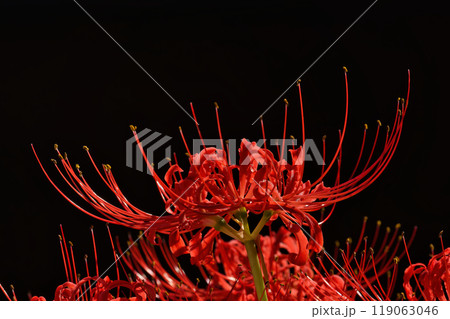 赤と黒(彼岸花)曼殊沙華 赤と黒(彼岸花)曼殊沙華 119063046