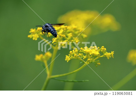 ブルービー　蜜を求めて飛ぶ　夏　（高知県　三原村） 119063081