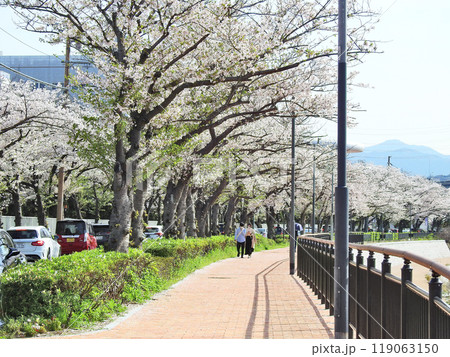 北九州市小倉北区の紫川沿いの春の紫川さくら通りを歩く人 北九州市小倉北区の紫川沿いの春の紫川さくら通りを歩く人 119063150
